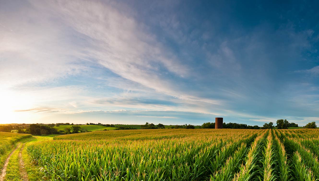 Beautiful Cornfield in rural Iowa.